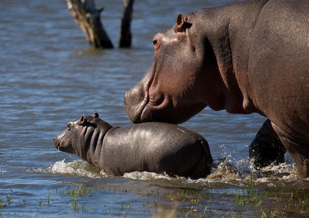 Mjejane River Lodge Hectorspruit Экстерьер фото